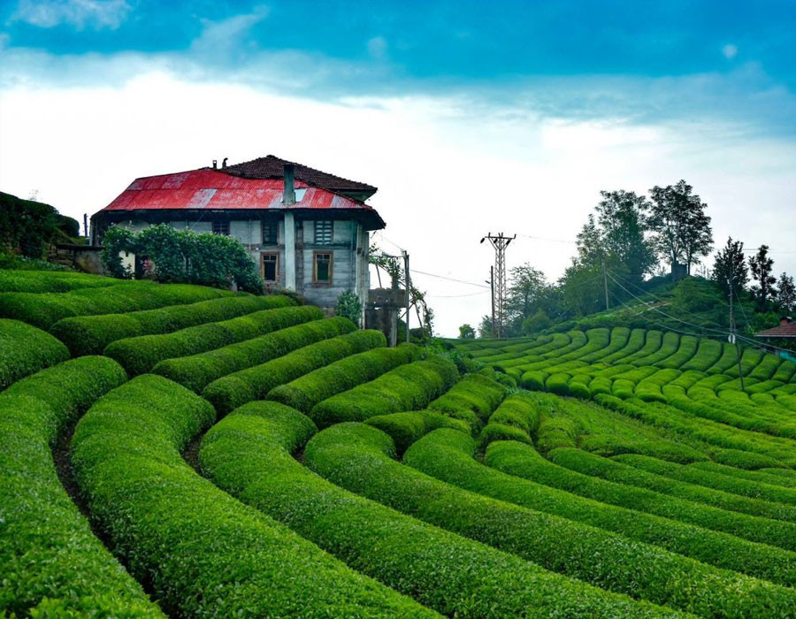 Çeçeva Çay Bahçesi ve Huser Yaylası Turu - Rize Çıkışlı